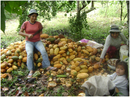 Corte de Cacao